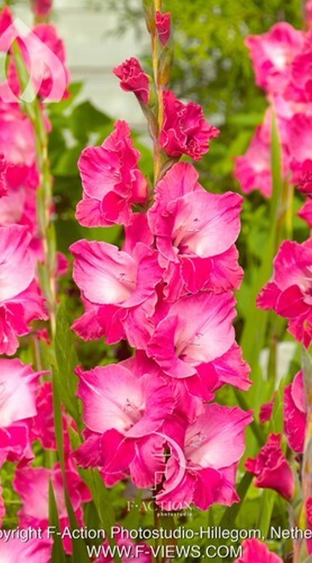 Fairytale Pink | Forever Bulbs
