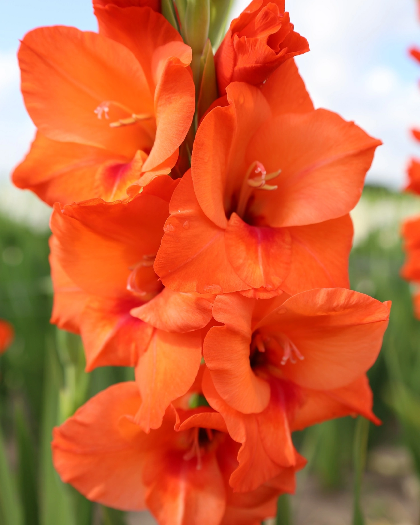 jenny-gladiola-dry-forever-bulbs